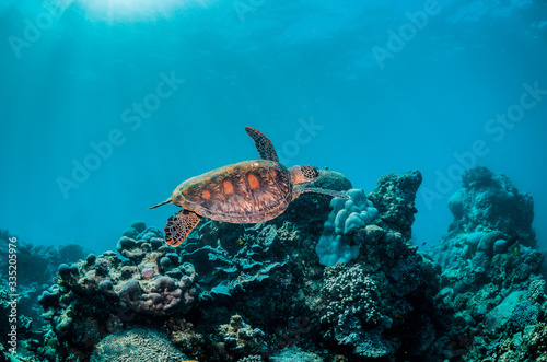 Beautiful Sea Turtle Swimming Among Colorful Coral Reef