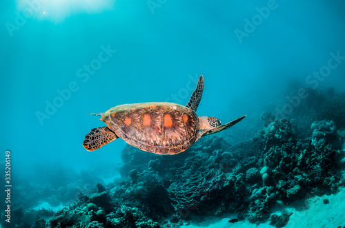 Beautiful Sea Turtle Swimming Among Colorful Coral Reef © Aaron