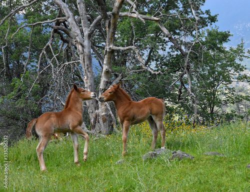 Two baby horse foal ponies in flower field 