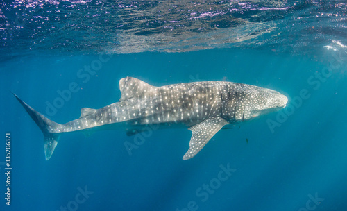 Whale Shark Swimming in Clear Blue Water © Aaron