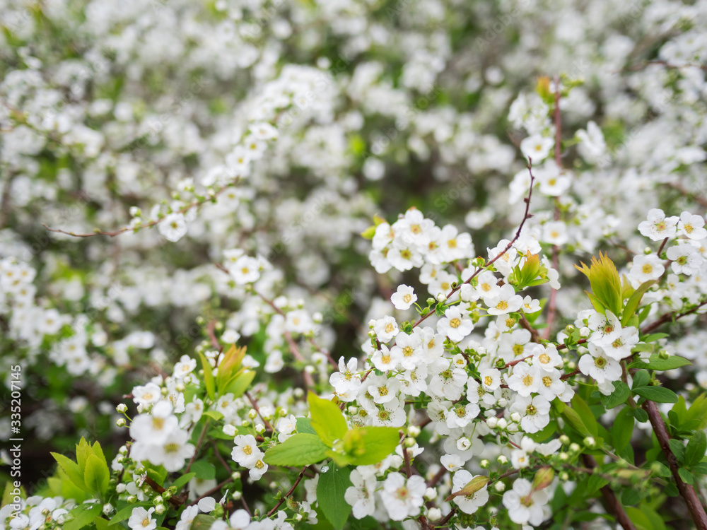 Blooming cherry tree. Beautiful white flowers on clear blue sky background. Sunny spring day. Blooming cherry tree. Beautiful white flowers on clear blue sky background. Sunny spring day.