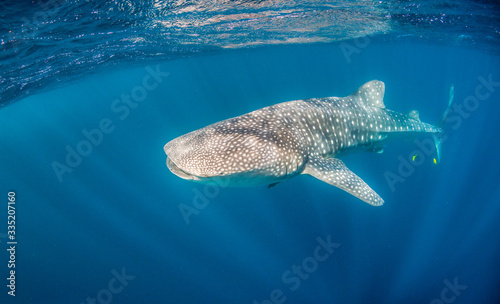 Whale Shark Swimming in Clear Blue Water