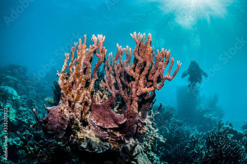 Colorful coral reef in clear blue water