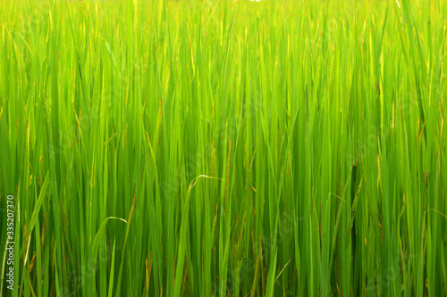 Rice field environment