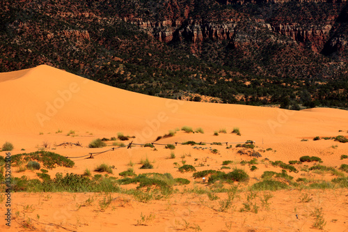 Fototapeta Naklejka Na Ścianę i Meble -  Utah / USA - August 22, 2015: Sand and dunes area in Coral Pink Sand Dunes State Park, Utah, USA