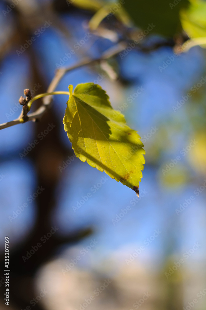Obraz premium on a tree on bare branches a light yellow leaf