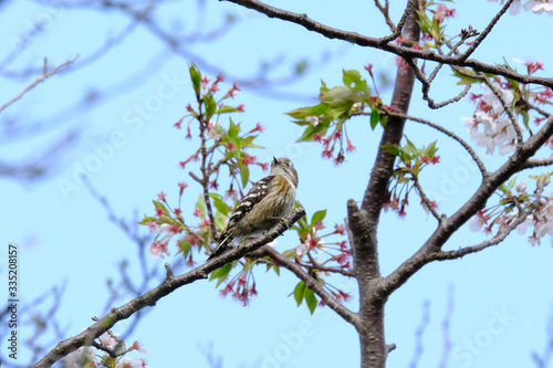 japanese pigmy woodpecker on tree