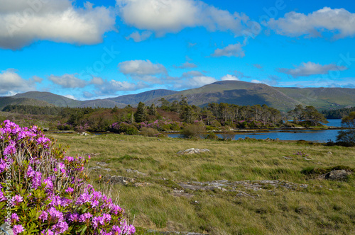 Wildflowers with mountains and lake in an Irish landscape