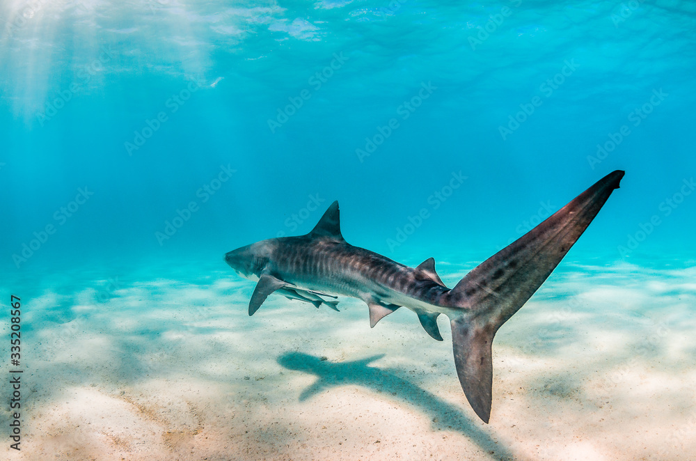 Tiger Shark Swimming Peacefully Over Sandy Sea bed
