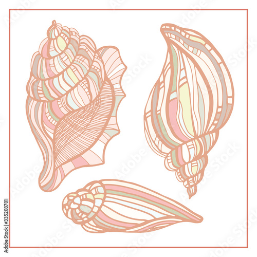 Seashells, starfishs, mollusks vector set graphic sketch 