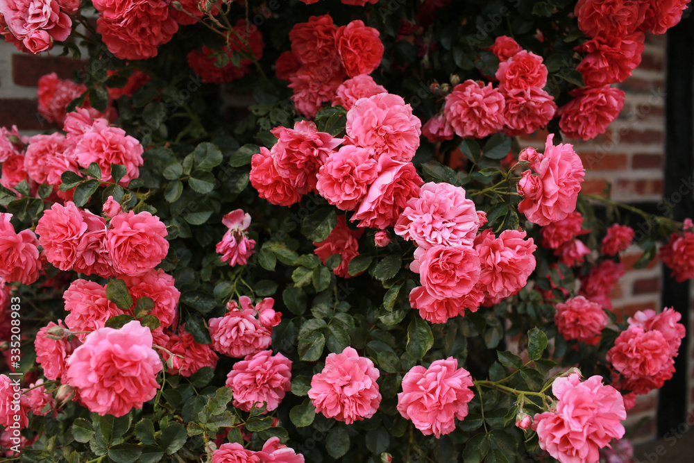 bush of beautiful pink roses near the brick wall. roses flowers background bush of beautiful pink roses near the brick wall. roses flowers background