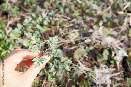 春の野草摘み。小さくて柔らかなよもぎ photo