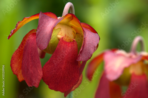 Sydney Australia, close-up of red flowers of a pitfall plant in sunshine