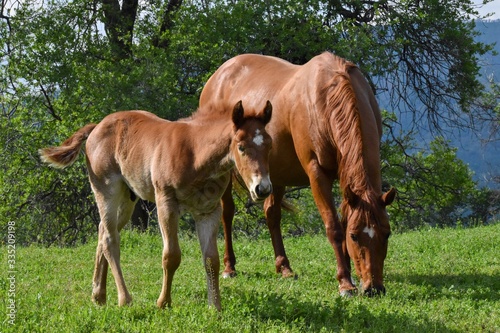 Mare and colt horse under tree in pasture