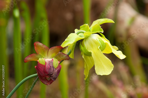 Sydney Australia, yellow and red flower heads of a  Sarracenia or pitcher plant in sunshine