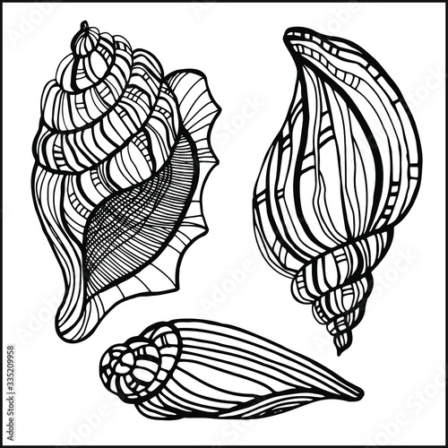 Seashells, starfishs, mollusks vector set graphic sketch 