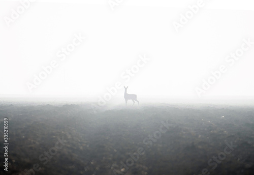 deer in a field under fog