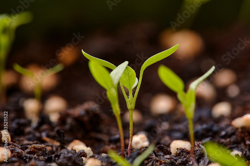 Young plant