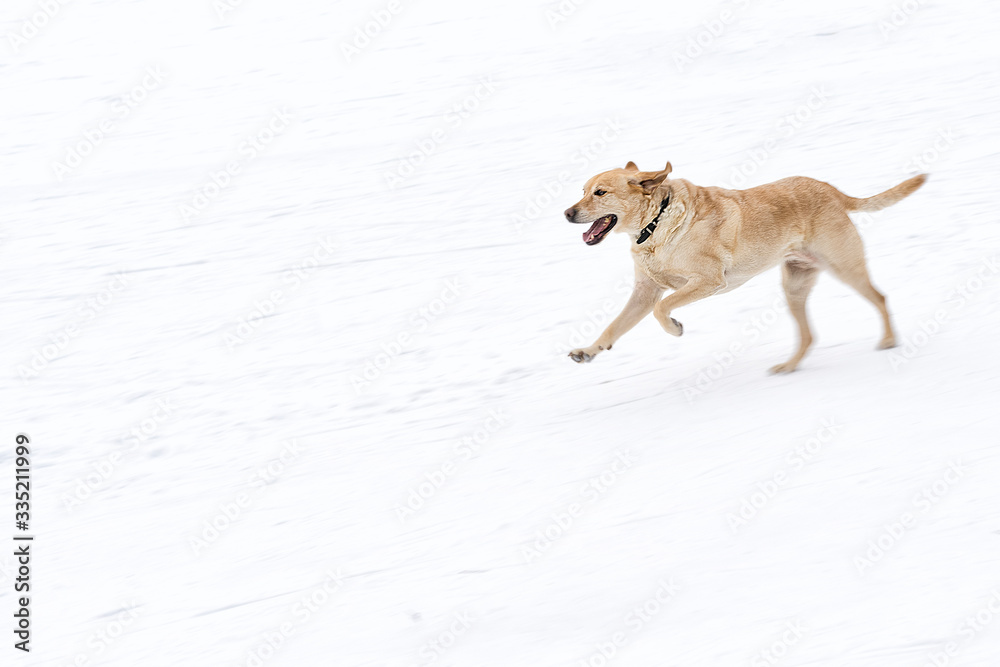 Naklejka premium dog running in white snow with wide open mouth