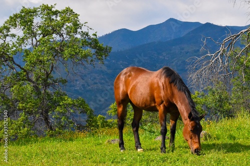 Beautiful Horse in Mountains c2020Rachelle