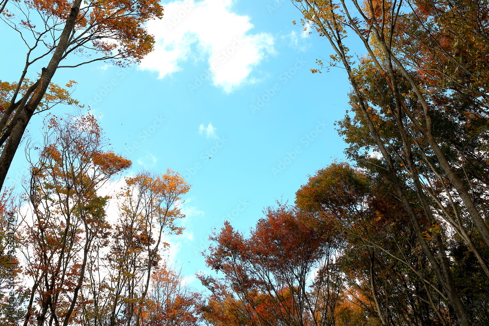 Obraz premium 하늘과 숲