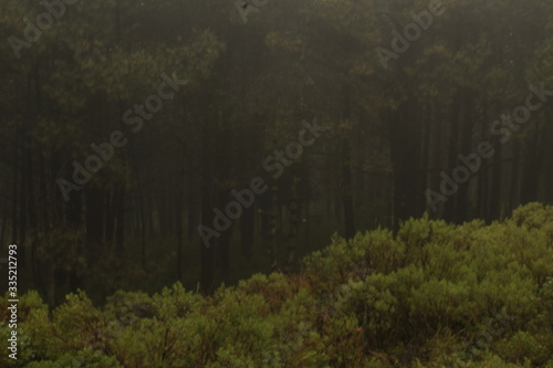 Bosque nublado y lluvioso (Dark forest)