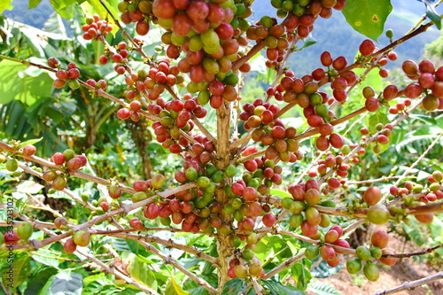 Coffee berries on branch and leaves coffee in plantation.