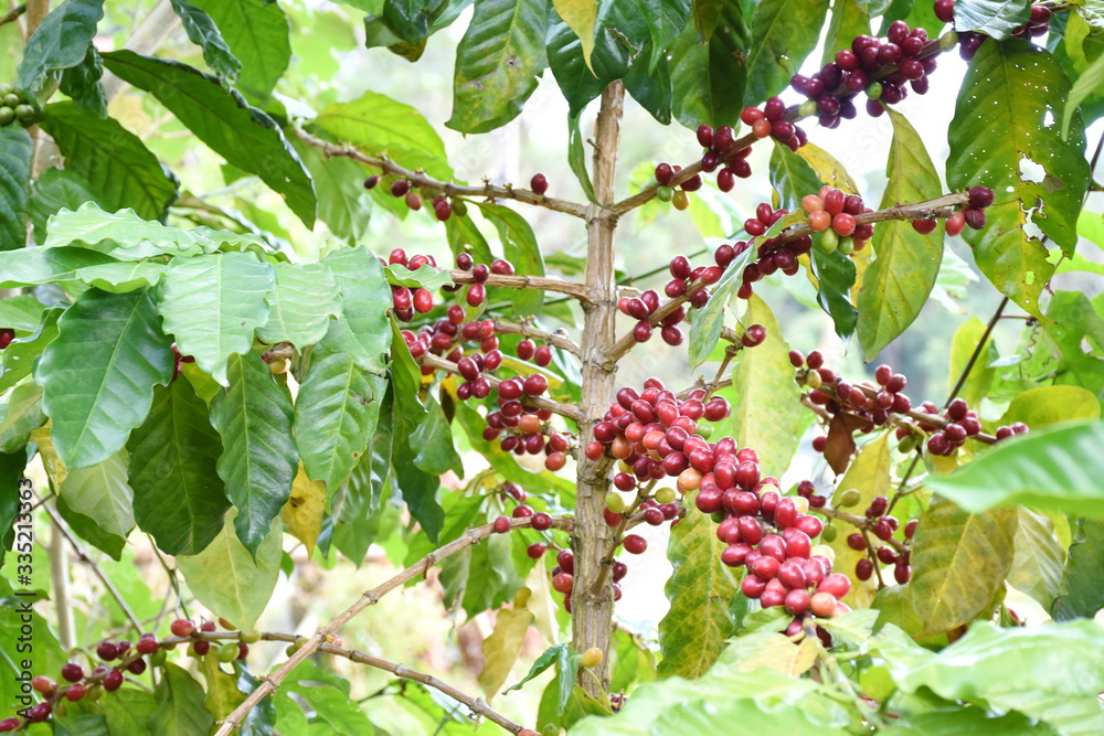 Coffee berries on branch and leaves coffee in plantation.