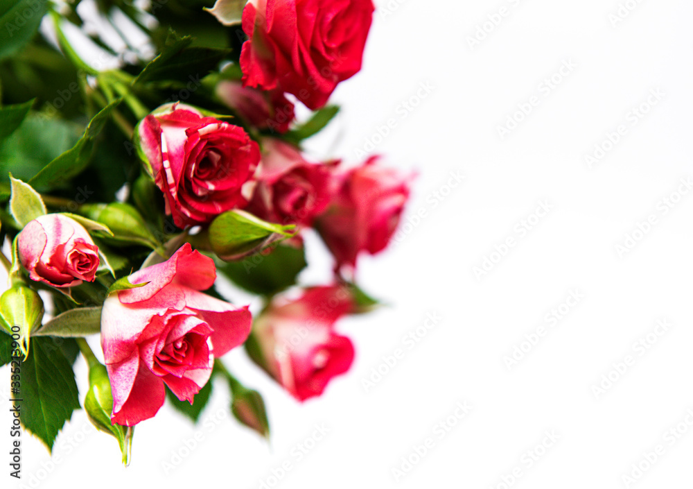 Fototapeta premium Red roses on white