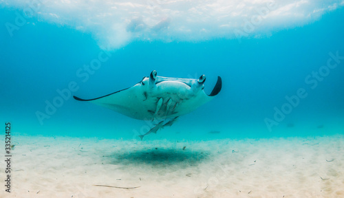 Fototapeta Naklejka Na Ścianę i Meble -  Manta ray swimming freely in the wild in clear blue ocean