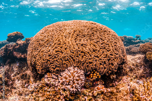 Colorful coral reef in clear blue water