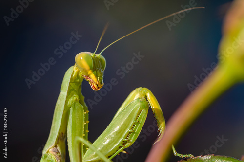 Female green mantis is sitting on rose branch photo