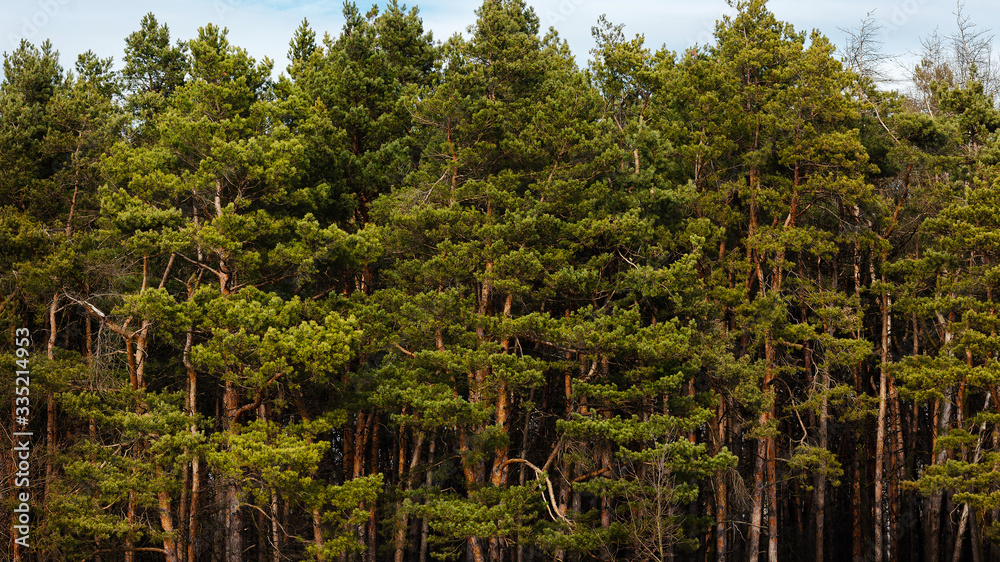 Fototapeta premium Forest view from above. Fir-trees. Forest background.