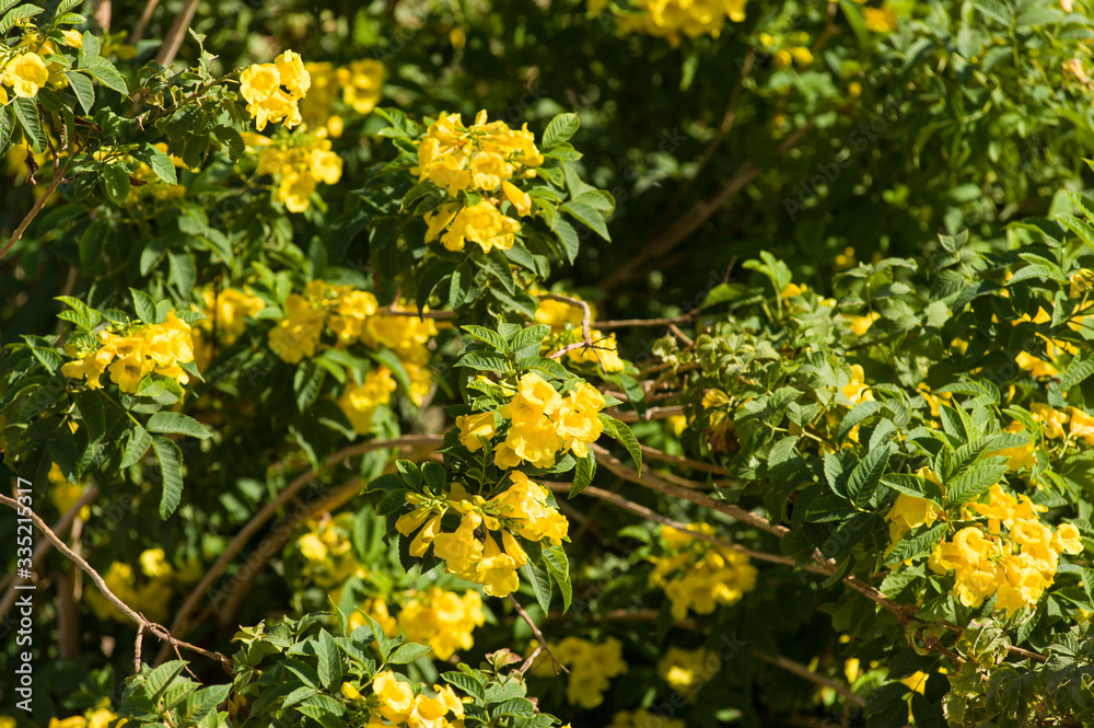 黄色い花 ボタニカル 黄色い花 ボタニカル
