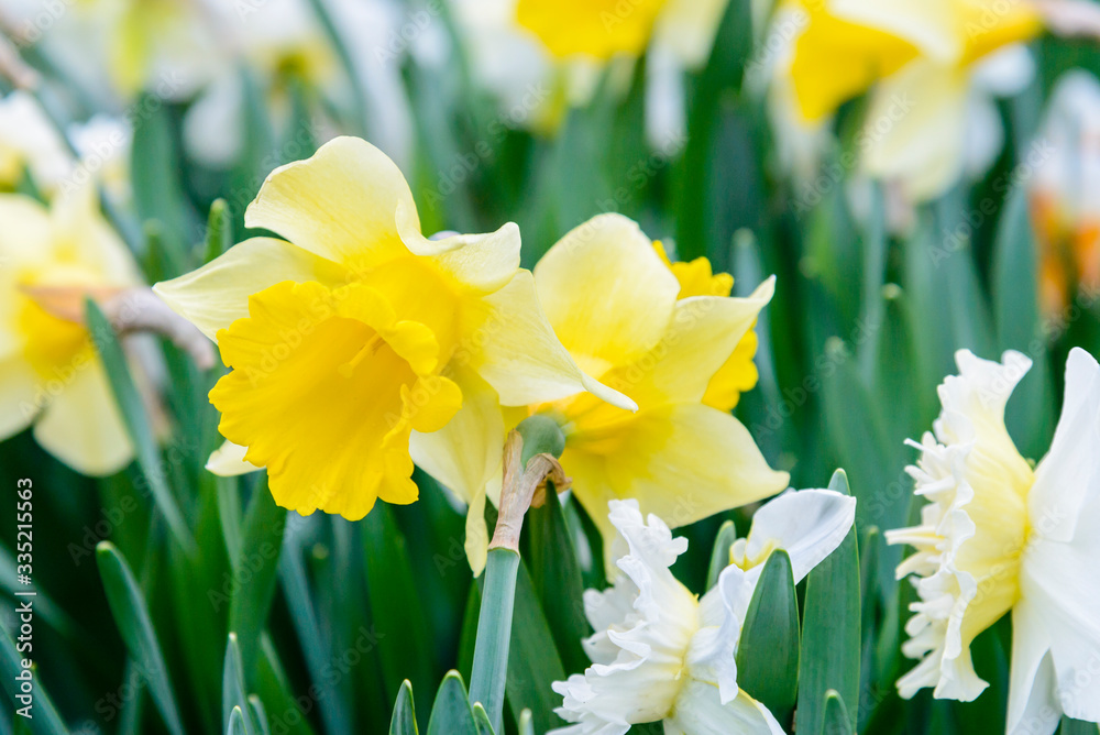 Flowerbed with blooming daffodils in  spring