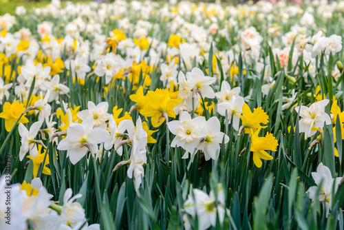 Flowerbed with blooming daffodils in spring