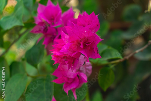 Pink Paper Flower Indian flower focus background blurred