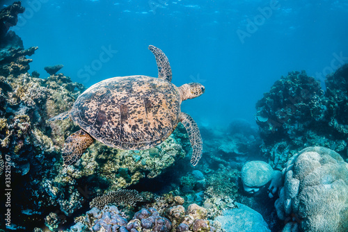 Green sea turtle in the wild, among colorful corals