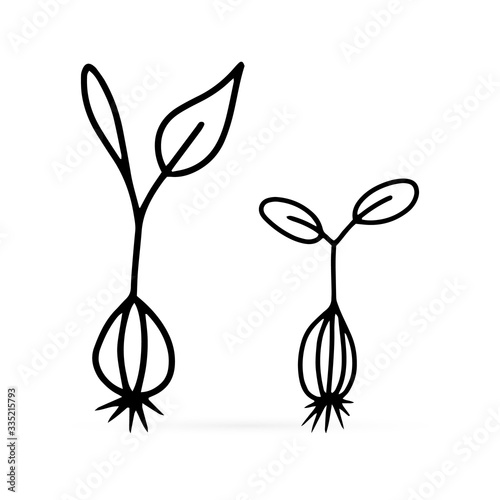 Doodle plant ocon isolated on white. Outline gardening. Sketch vctor stock illustration © Iryna