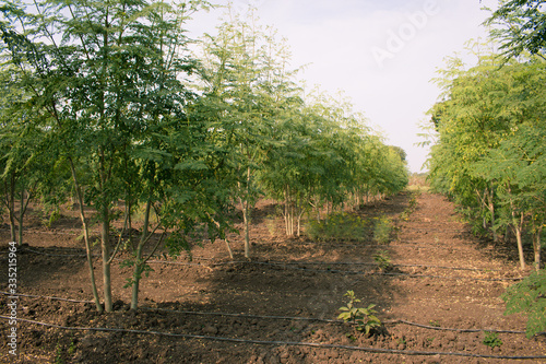 Drumstick (Moringa) crops inrercropping with young custard apple trees. Intercropping concept in Moringa field. photo