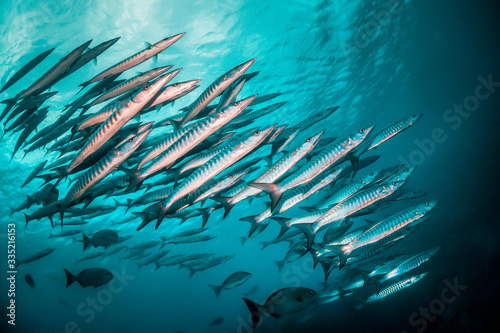 Schooling pelagic fish swimming together in clear blue water