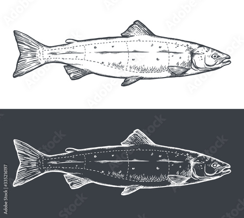 Salmon engraving, cutting instruction diagram illustration,on chalkboard