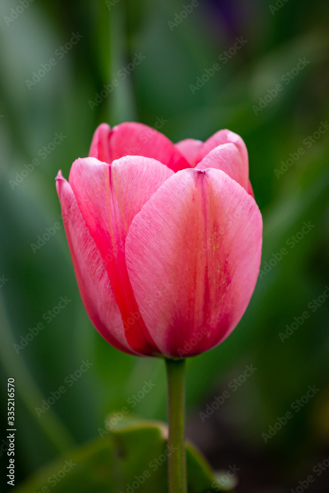 A close up of a pink tulip in springtime, with a shallow depth of field A close up of a pink tulip in springtime, with a shallow depth of field