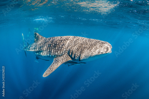 Whale shark swimming in the wild in clear blue water © Aaron