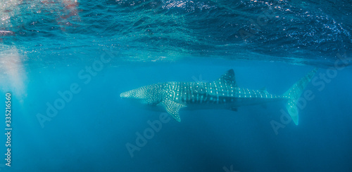 Whale shark swimming in the wild in clear blue water © Aaron