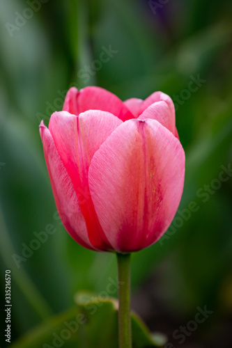 A close up of a pink tulip in springtime, with a shallow depth of field
