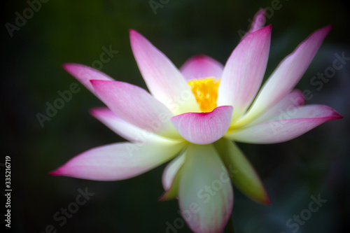 A beautiful blooming pink-white lotus in the pond