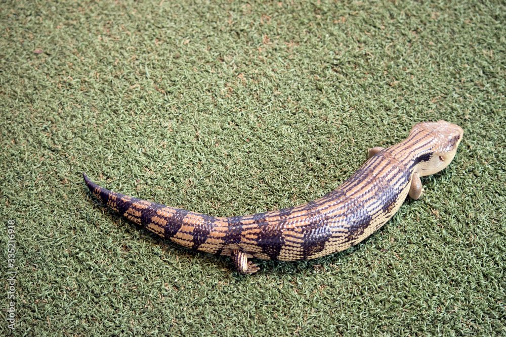 Fototapeta premium the blue tongue lizard is walking