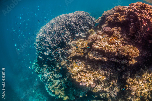 Colorful coral reef in clear blue water