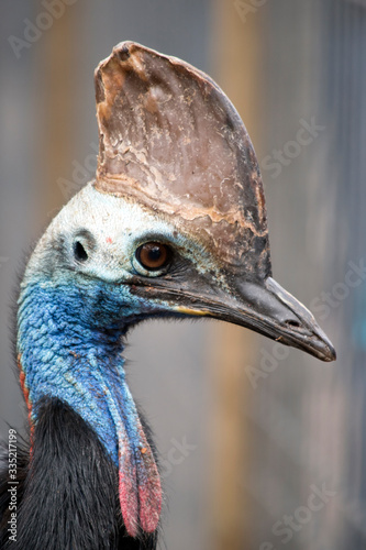 this is a close up of a cassowary photo